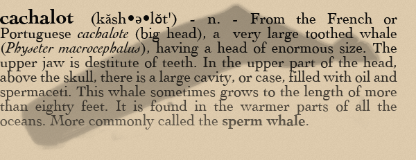 cachalot - from the French or Portuguese term for sperm whale